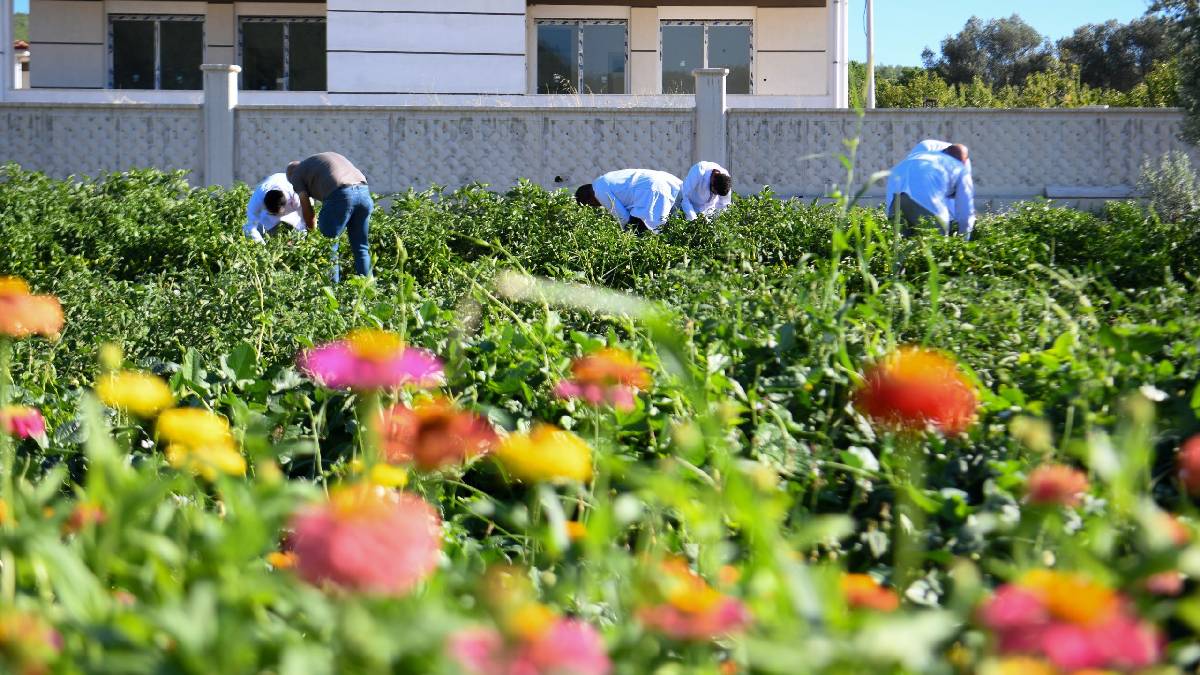 Bornova Belediyesi'nden yerel üreticilere tam destek