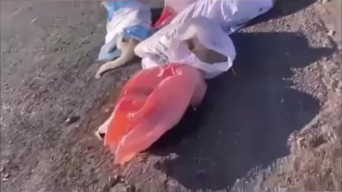 Niğde ve Ankara'nın ardından şimdi de Edirne: Çuval içinde ölü köpekler bulundu