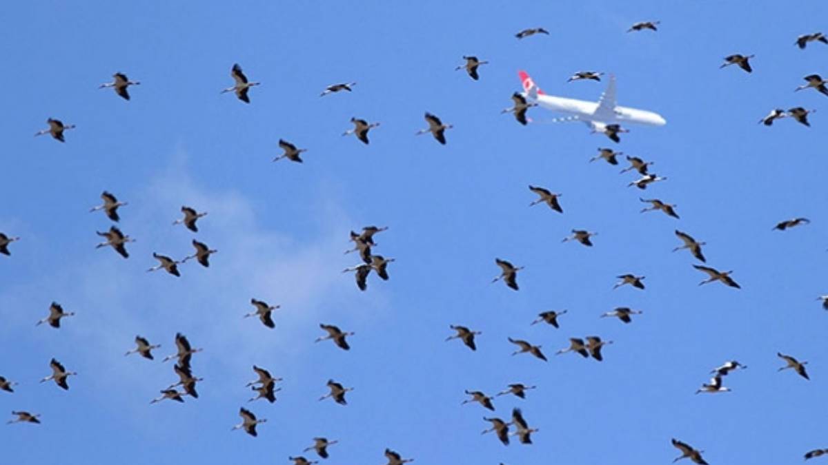 İstanbul hava sahasında 'leylek' alarmı