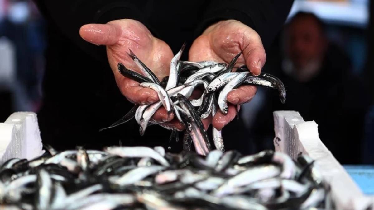Hamsiye kota ve bazı balık türlerine avlanma yasağı geldi
