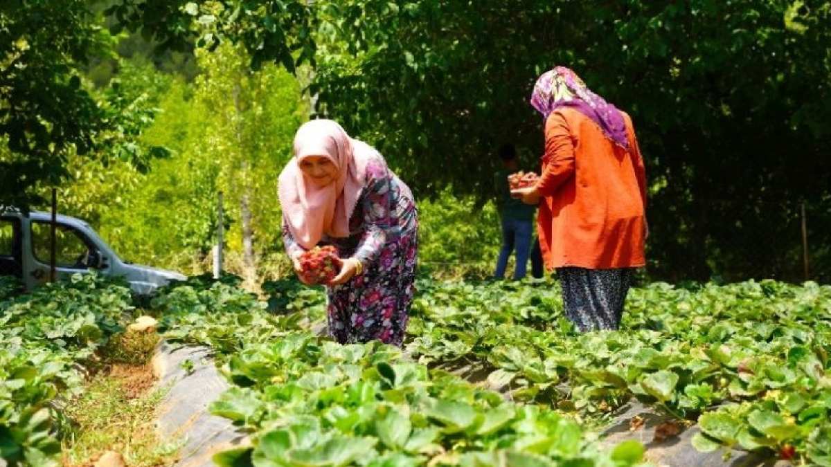 Kınalı elleriyle işe giriştiler, taleplere yetişemez oldular! Devlet desteği sağlanıyor, ev ekonomisi şahlanıyor