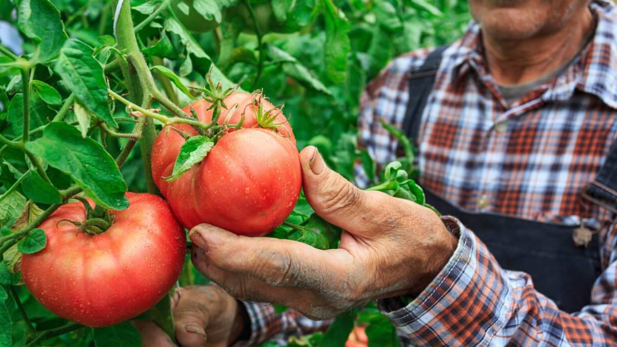 Domates tarlada 3, markette 30 TL!