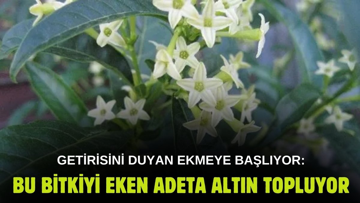 Bir dönümü 1.000 Euro getiriyor! Fındık, salep, lavantayı unutun: Bunu eken altın topluyor