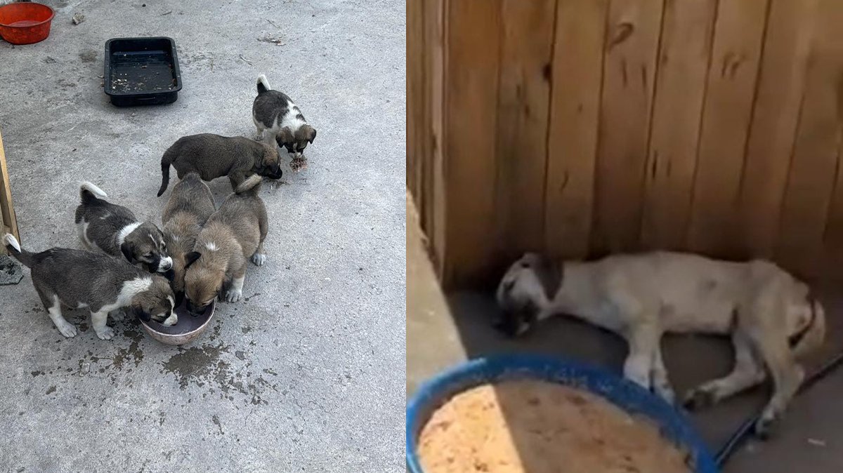 Katliam devam ediyor! 5 köpek zehirlenerek öldürüldü