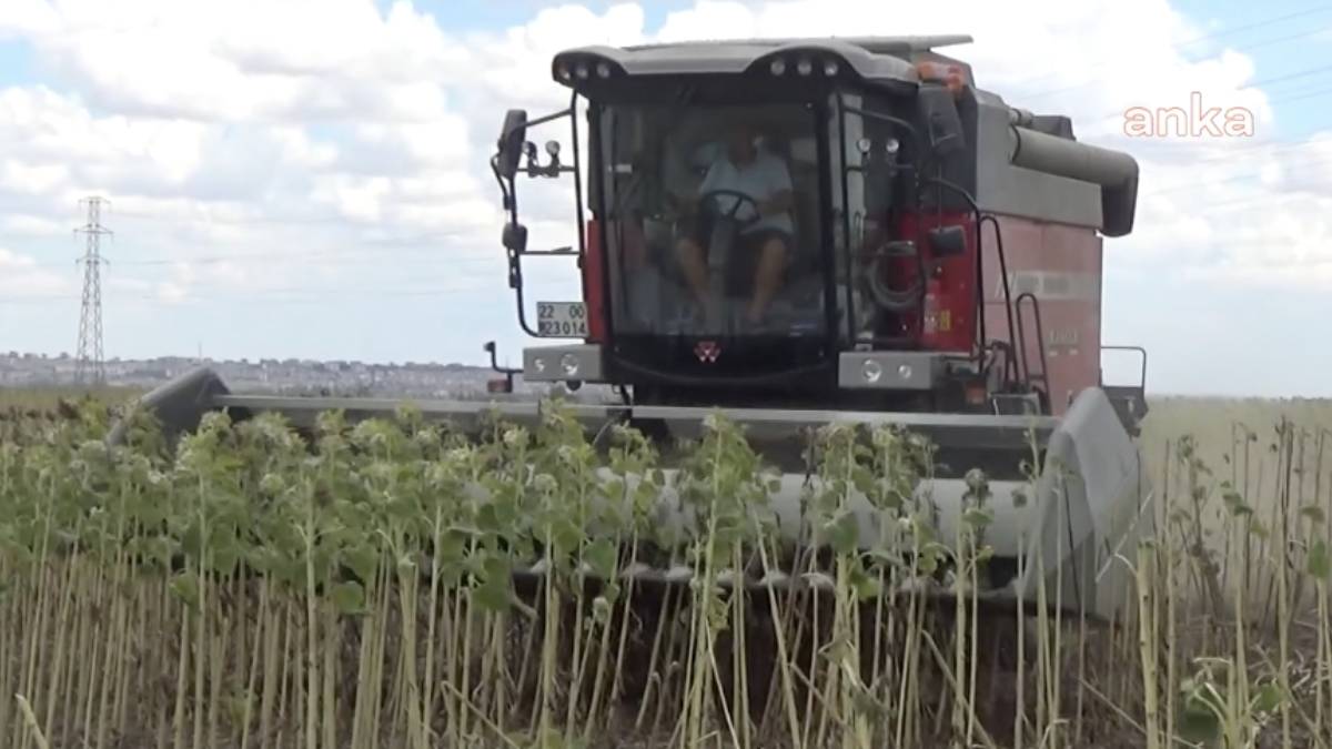 Ayçiçeği üreticileri kuraklıktan şikayetçi: Bazı tarlalarda verim dekarda 40 kilograma geriledi