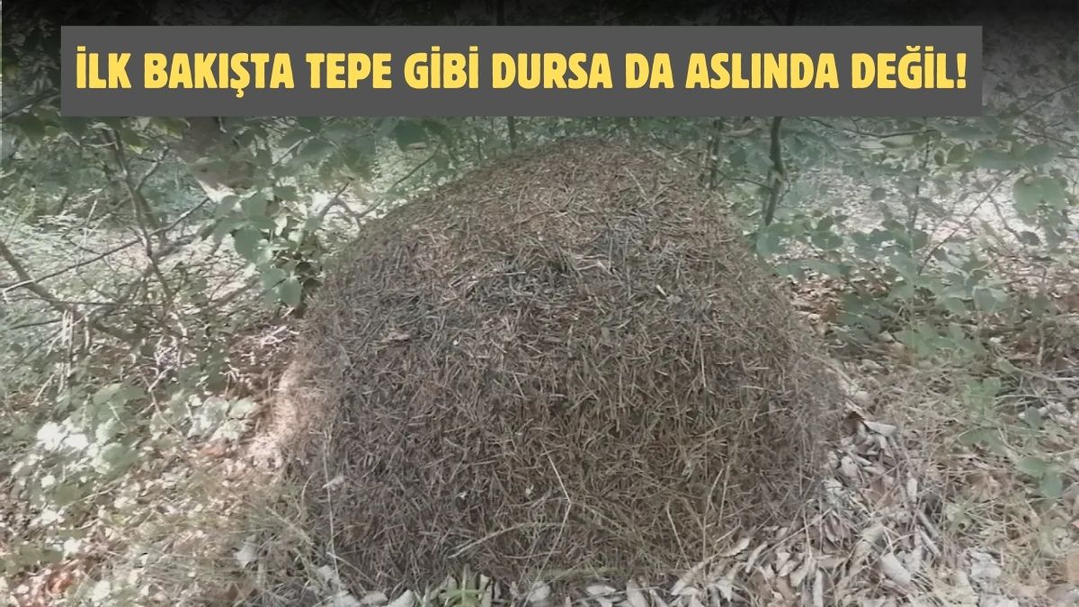 Burası tepe değil karınca yuvası! Amasya'da görenleri şok eden olay, büyüklüğü hayrete düşürdü