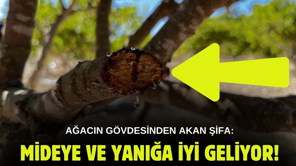 Hasatı ağacın dallarından değil gövdesinden yapılıyor! 200 kilo toplanıyor: Yanığa mideye iyi geliyor…