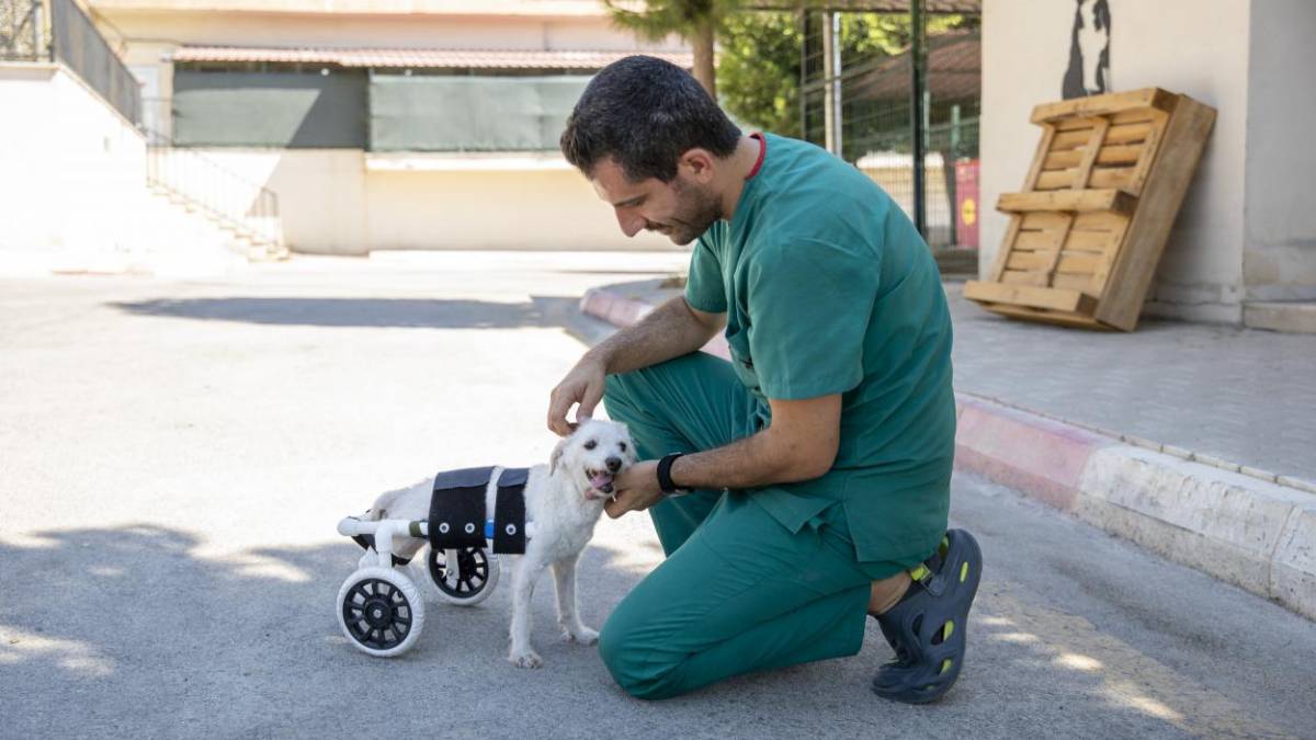 Büyükşehir Kaşlı Bakımevi’nde sağlığına kavuşan can dost artık yürüyebiliyor
