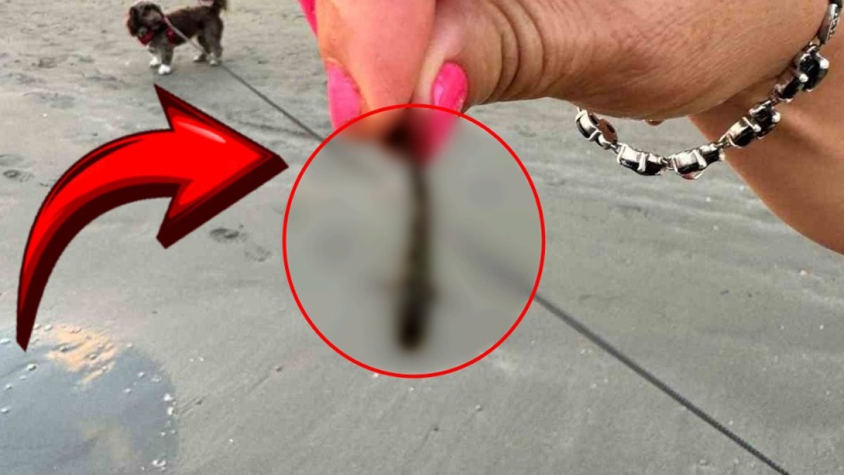 Sahillerdeki yeni tehlike! Kıyıya kadar gelmişler: Uzmanlar doğruladı