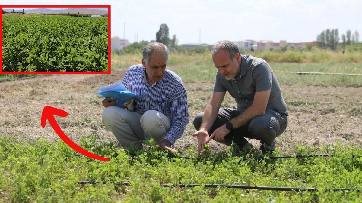 Türkiye’de ilk ve tek o ilimizde yetişti! Ürünü çok hasadı hızlı: Tescil almak için gün sayıyor