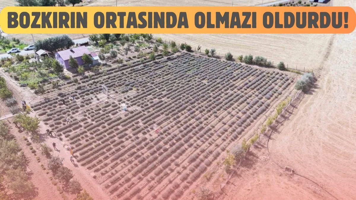 Tatildeyken gördü ‘Sivas’ta neden olmasın?’ dedi! O yaptı herkes akın etti: Tamamen ücretsiz keyif adresi