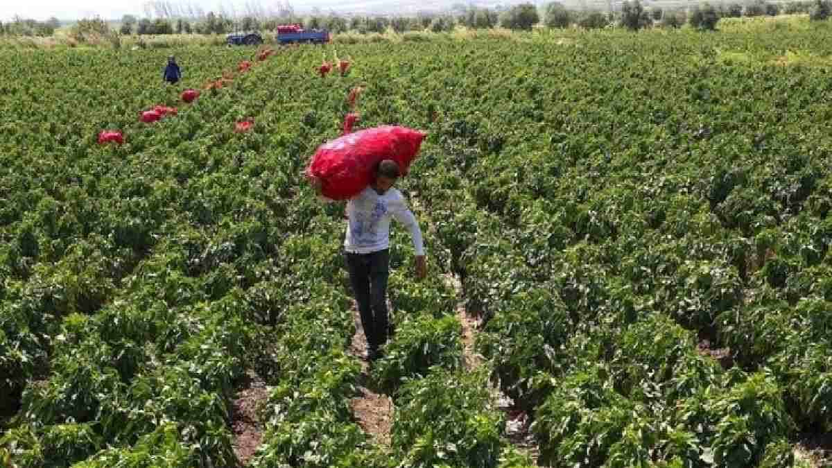 Deprem sonrası ilk hasat! Pazara inmeye vakti olmuyor tarlada kapan alıyor: Bu yıl hedef 52 bin ton fiyat ise 13 lira…