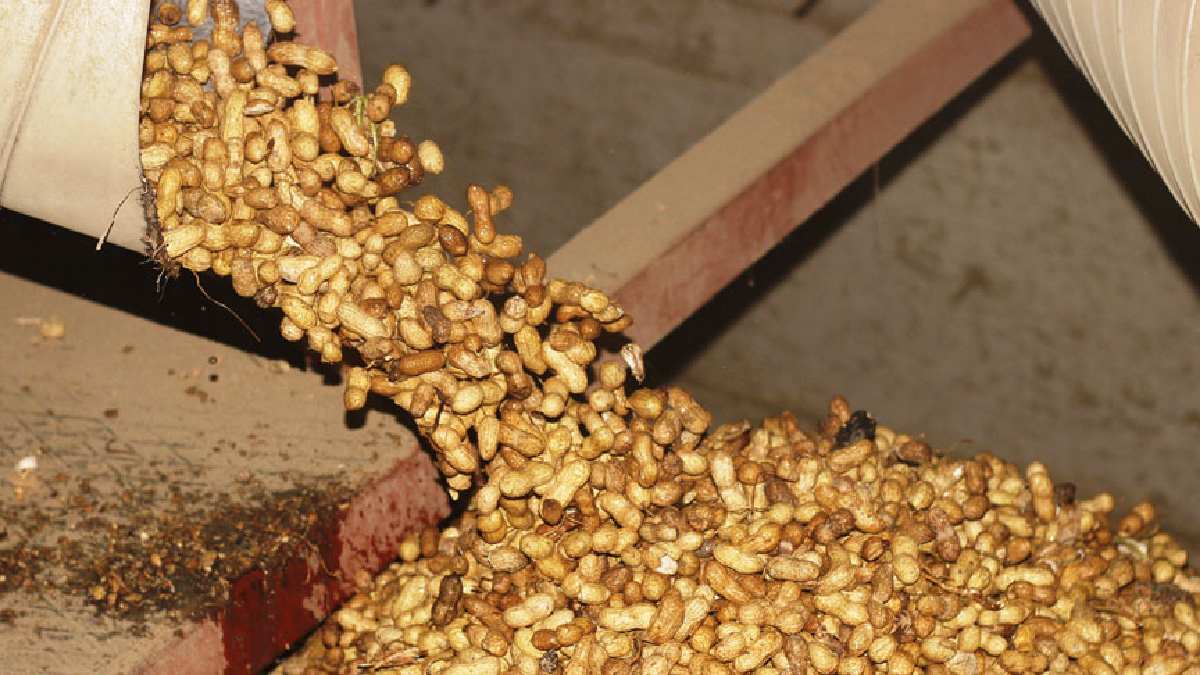 Yıllarca soyup çöpe doldurduk! Yer fıstığı kabuklarını çöpten döndüren fayda! Kaynatınca o derde şifa oluyor