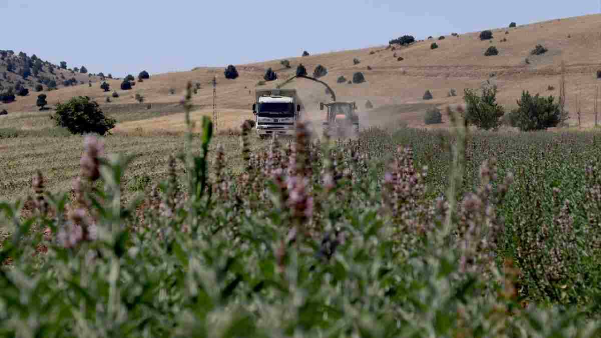 Kurusunu değil yağını satan kazanıyor! Litresi 1000 TL'yi aştı: Elinde olan köşeyi dönüyor