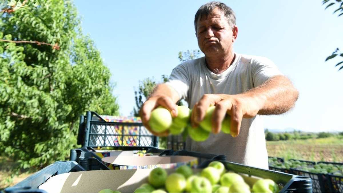 Kazdağları’nın esintisinde yetişiyor! Lezzeti taşından toprağından geliyor! AB’den onaylı tescilli lezzette hasat başladı
