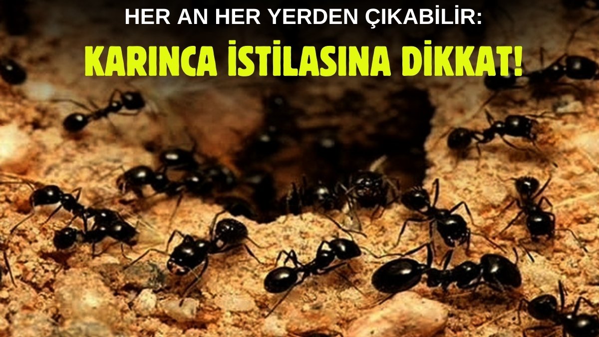 Bu karıncayı evinizde görürseniz hemen resmi yetkilileri arayın! İstila çığ gibi büyüyor: Dev gibi ve...