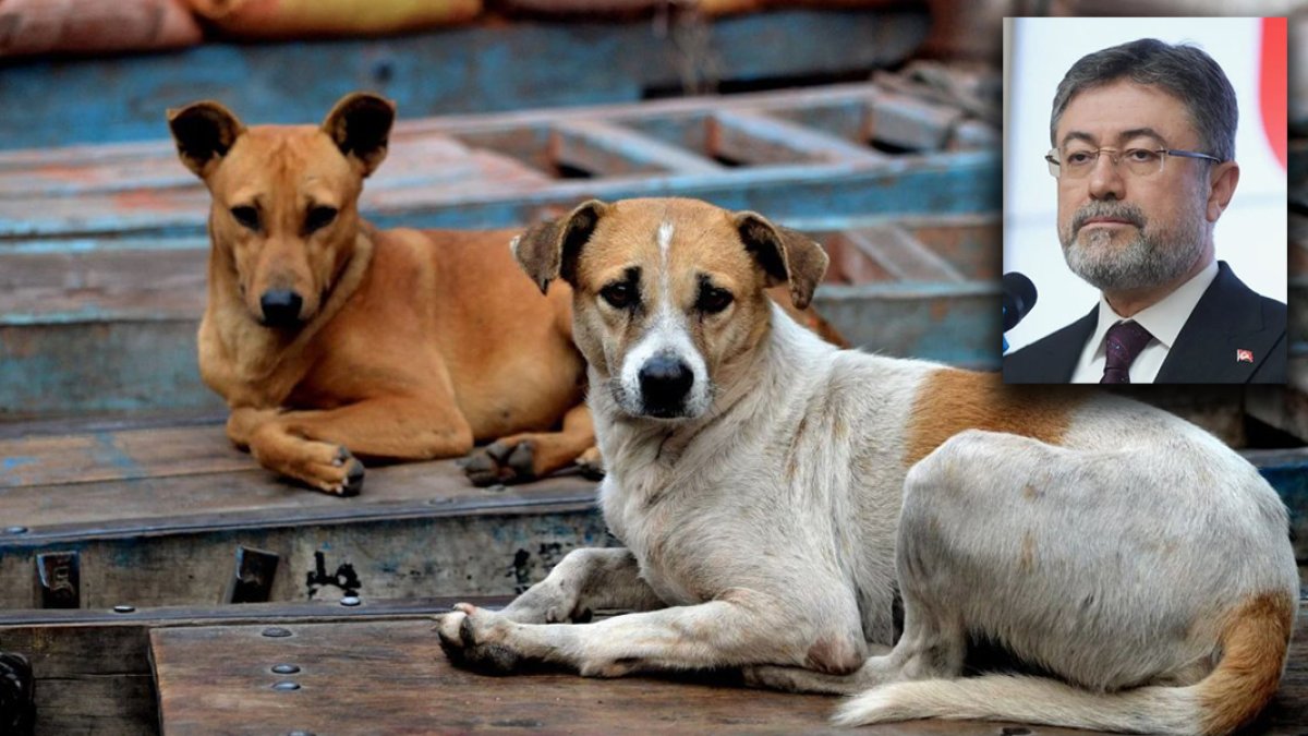 Bakan Yumaklı'dan sokak hayvanları açıklaması: Yasanın neresinde katliam var?