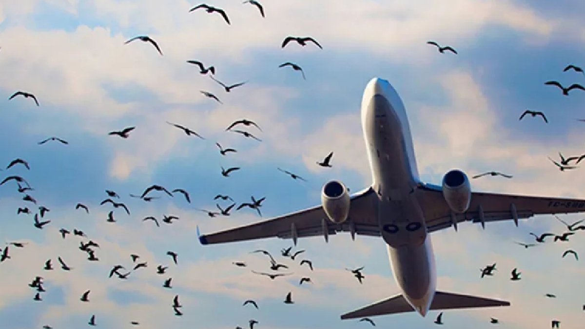 Atatürk Havalimanı'nı 3 uçak pas geçti: 'Pist kuş dolu'