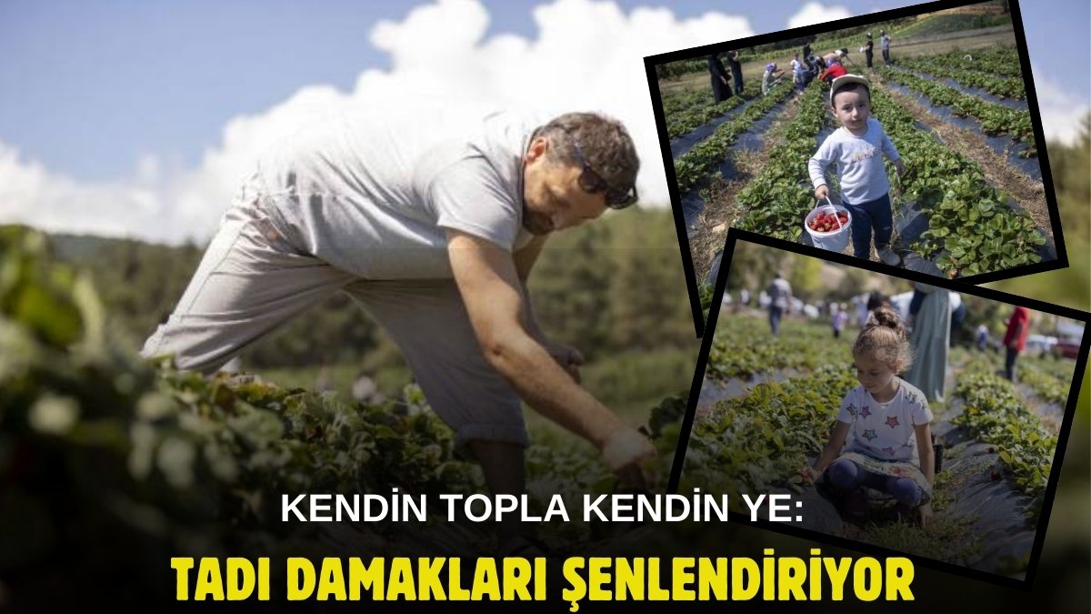 Eşsiz aromasıyla ağızlarda tat bırakıyor! Sadece yemeye değil toplamaya da gidiyorlar: Tarlada kilosu 100 TL