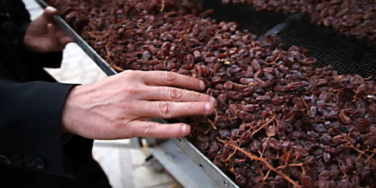 Türkiye’de kimse dönüp bakmıyor! Japonların hem yaşının hem hafızlarının sırrı o meyvede saklı!