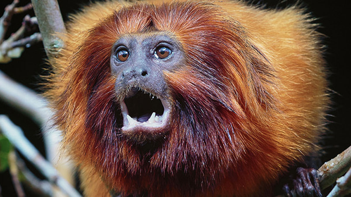 Nesli tükenme riski olan hayvanları yerleştirecekleri yer şaşkına çevirdi! Bilim insanlarından çılgın proje