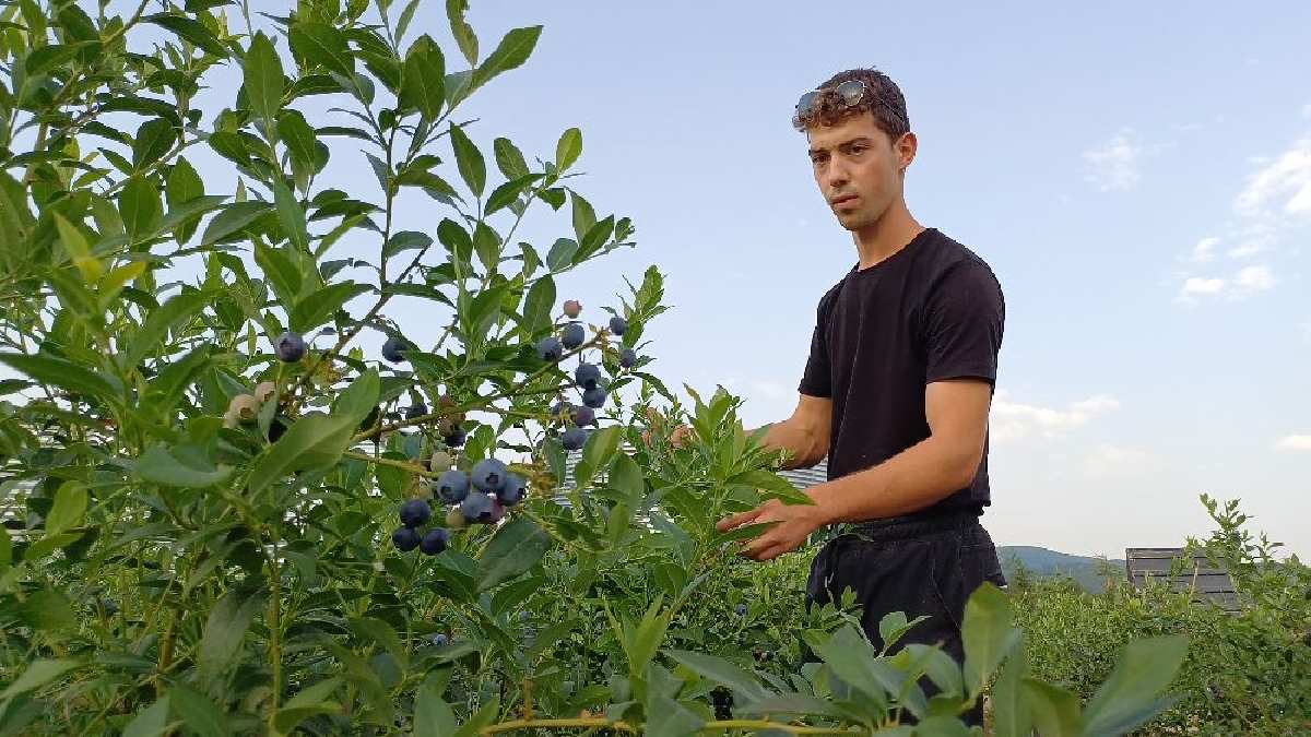 Yetişmesi zor kazancı yüksek! 7 çeşidi bulunuyor, üniversite öğrencisinin elinden çıkıyor!Ziyaretçiler dalından tazecik topluyor