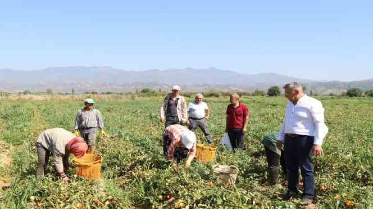 Tarlada kilosu 1,7 lira marketlerde ateş pahasına satılıyor! Üretici tarlayı sürdü "İhtiyacı olanlara dağıtılsın"