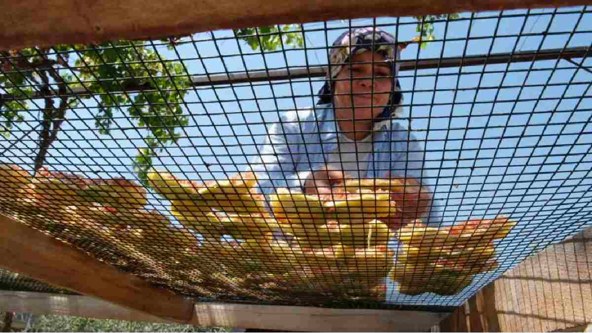 İsteyen sofralık isteyen kurutmalık alıyor! Mersin’de yok satan üretim: Kilosu 85 TL’den Türkiye’nin her yerinde