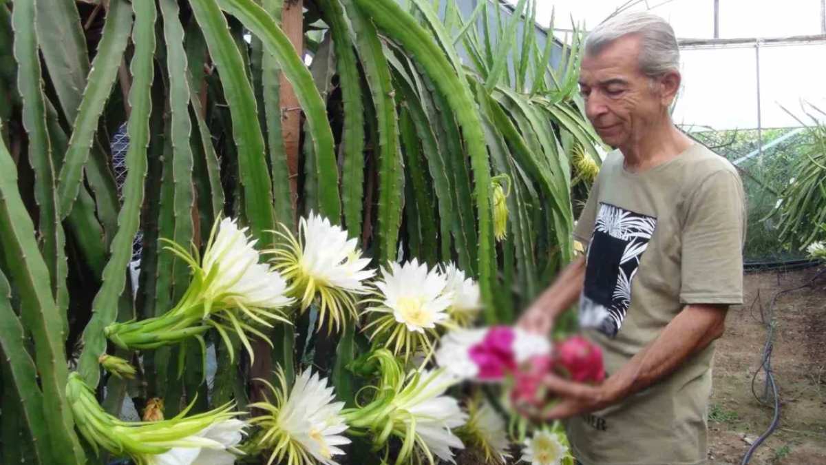 Vietnam’dan geldi, Türkiye’de yok sattı! 1 tanesi 1 kilo geliyor, dalından kapış kapış satıyor!