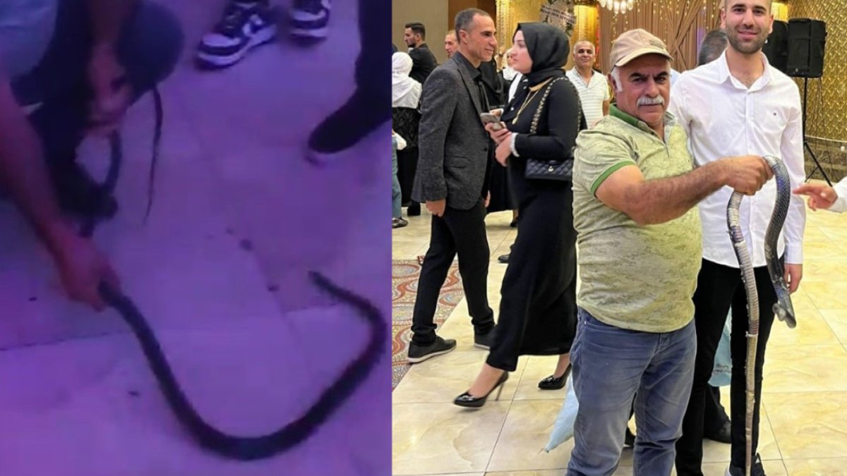 Bildiğiniz bütün düğün şovlarını unutun! Yılan dansı ilk kez bu kadar gerçek oldu: Elindeki yılanla piste çıktı