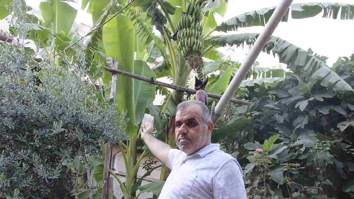 Arkadaşının gönderdiği fidanları dikti, yetiştirmeyi başardı! Şırnak'tan Antalya'ya rakip olacak proje