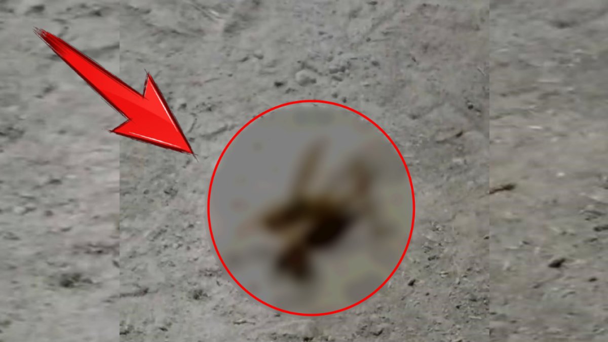 Tarlasına giren çiftçi şaşkına döndü! Böylesi hiç görülmedi: Dev boyuyla panik yarattı