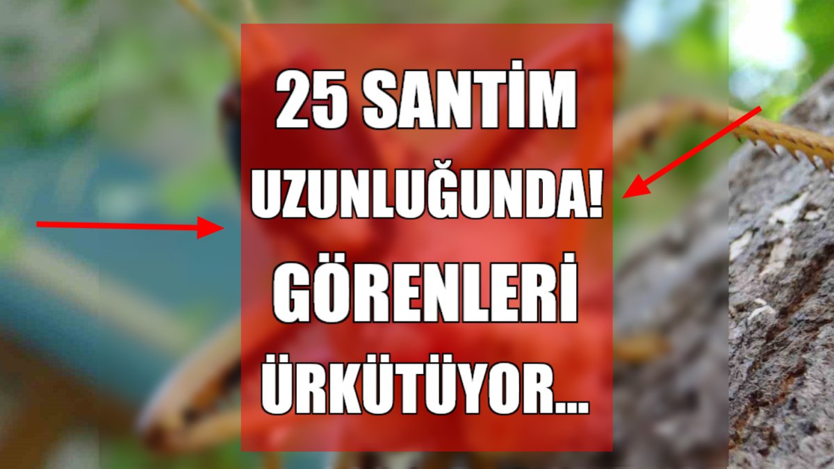 O ilimizde görüntülendi! Tam 25 santim uzunluğunda ve etçil: Görenleri ürkütüyor