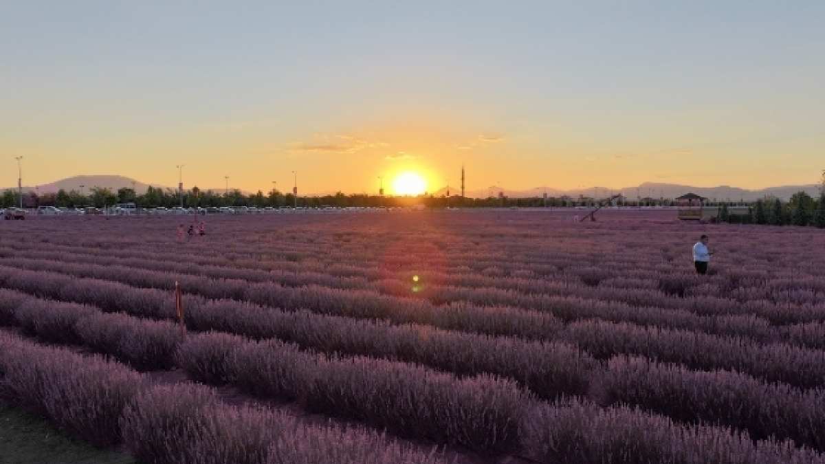 Sabah 5’te iş başı yapılıyor 11’de kazana basılıyor! Kokusuyla dünyayı mest ediyor, Dubai’den talep patlaması yaşıyor