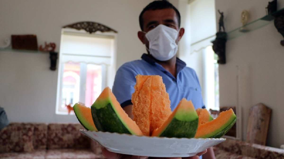 Ne kavuna benziyor ne muza! Yozgat’ın tescillisi… Ona ‘Yer Muzu’ deniyor, Temmuz’da başlayan hasadı Ağustos’a da sarkıyor