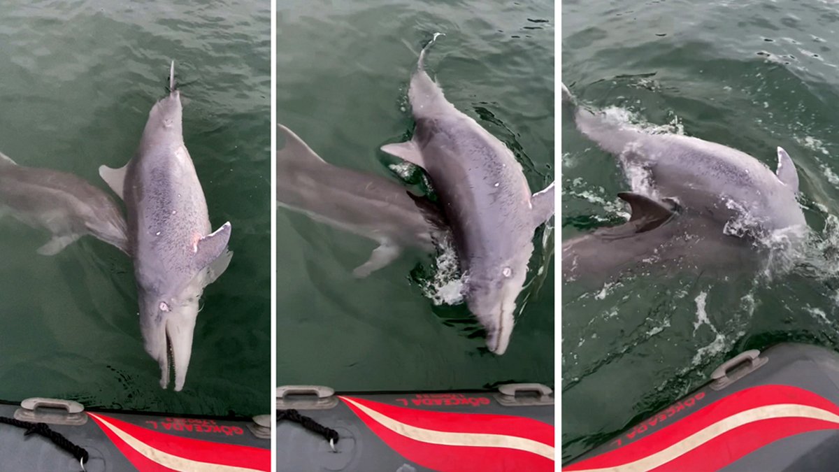 Bilimsel çalışmaya konu oldu: Yunusun 6 günlük yas yolculuğu