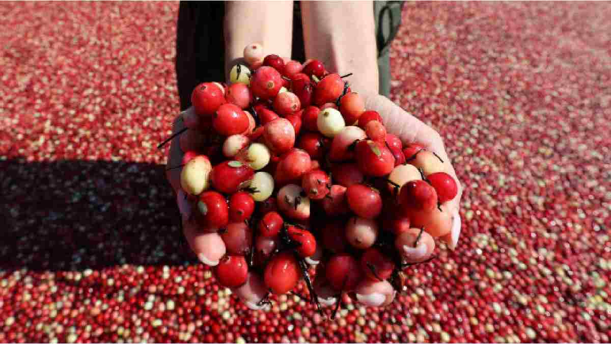 Halk arasında ‘Kiren’ deniliyor, isteyen suyunu içiyor isteyen reçel yapıyor! Tam bir şifa kaynağı: Tüm o dertlere deva oluyor