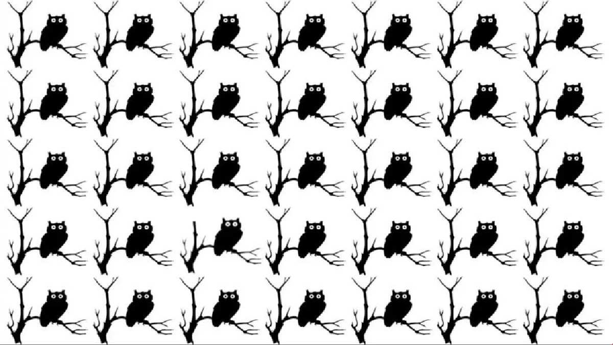 Üstün zekalılar şıp diye buluyor! 8 saniyede farklı baykuşu bulan süper zeki çıkıyor