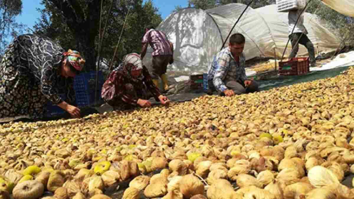 O ilimizden çıkıyor, 120 ülkeye satılıyor! Türkiye'yi bırakın dünyada rakibi yok: Emekle toplanıp kasa kasa satılıyor
