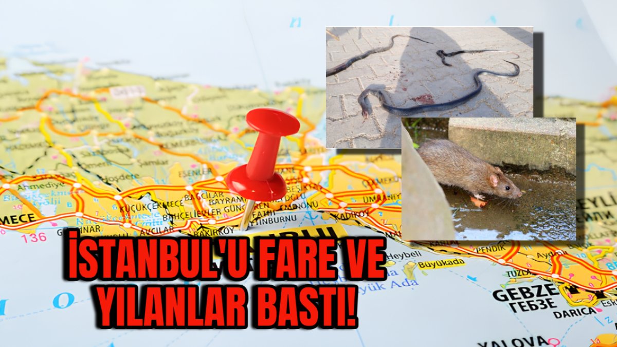 İstanbul'u fare ve yılanlar bastı! Uzmanlardan tedbirli olun uyarısı, her yerden fırlıyorlar, nedeni ise...