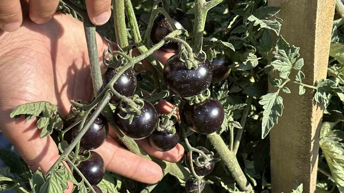 Güney Amerika'dan sonra Türkiye'de o ilimizde ilk kez ekildi! Siyah domateste ilk hasat: Sonucu yüz güldürdü