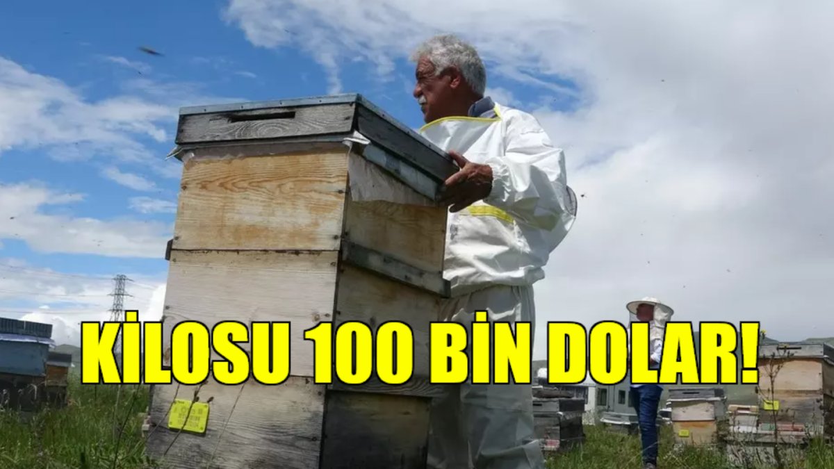 Bir kilosunu 100 bin dolara satıyorlar! En çok talep yurt dışından: Zehri bile faydalı çıktı