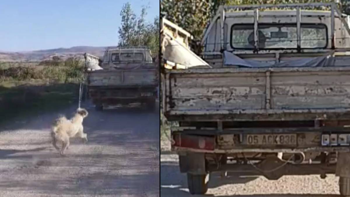 Amasya'da vicdan sızlatan görüntüler... Köpeği kamyonetin arkasına bağlayıp sürükledi!