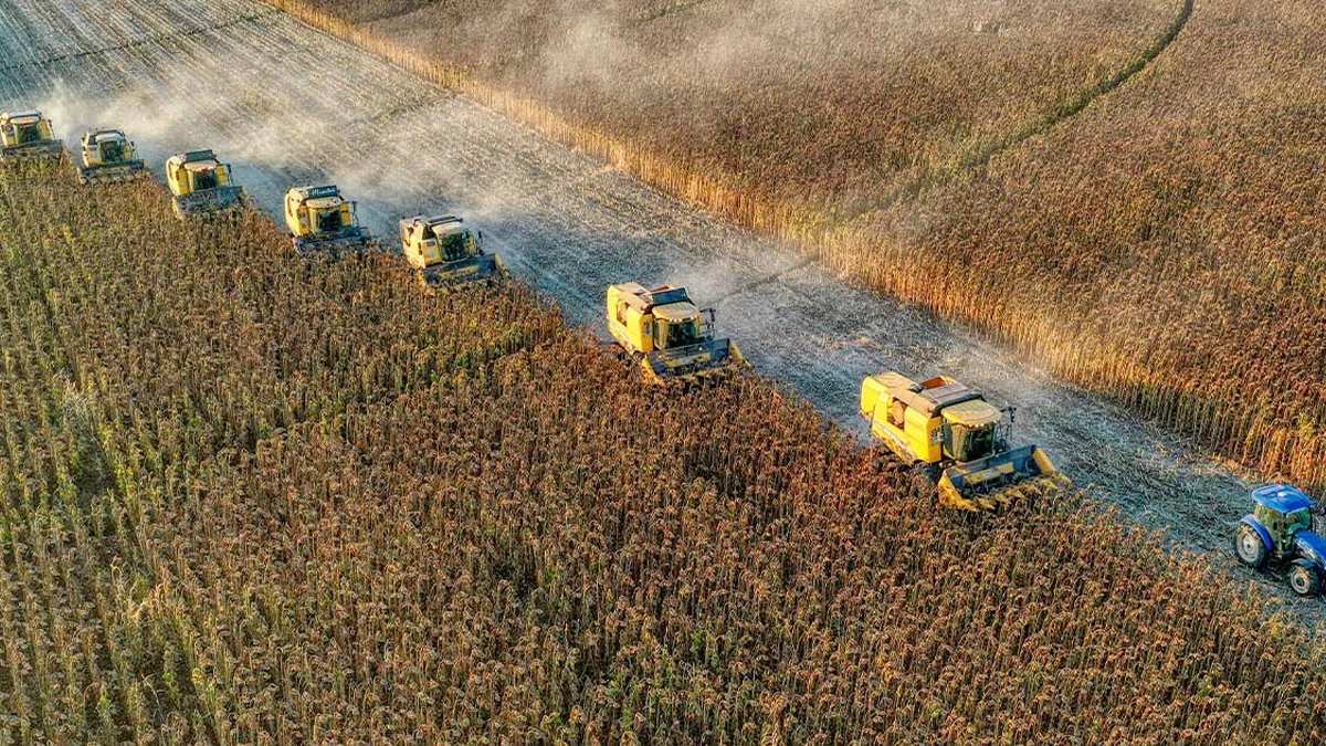 Alternatif ürün olarak ekildi, 500 çiftçi üretti! Hasadı başladı, herkes yemeklere bol bol koyacak