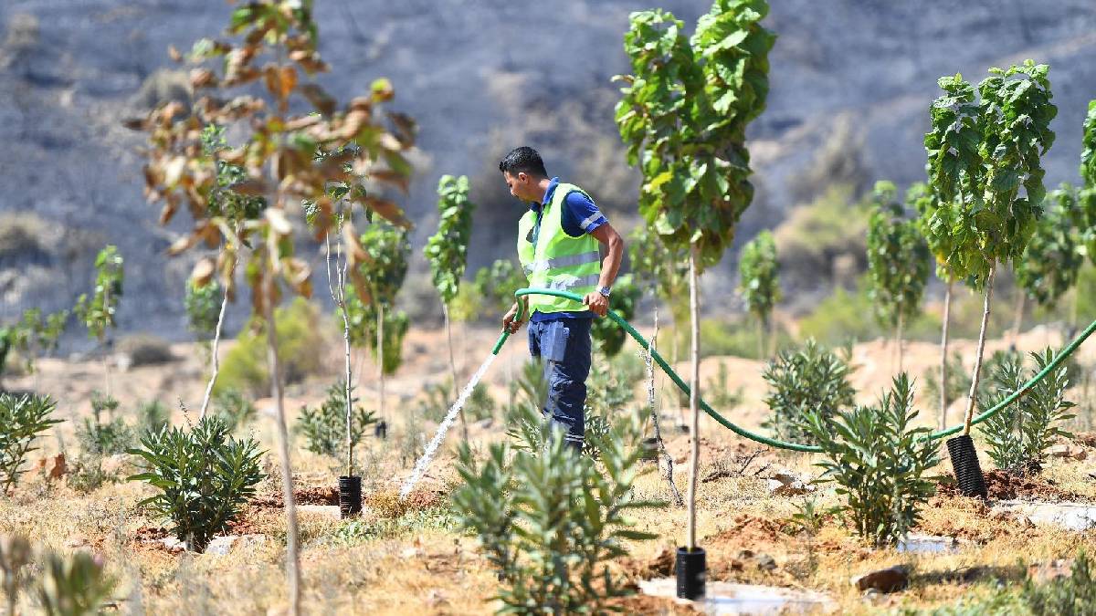 Yangınların etkilediği 15 bin ağaç tedavi edilerek hayatta tutulacak