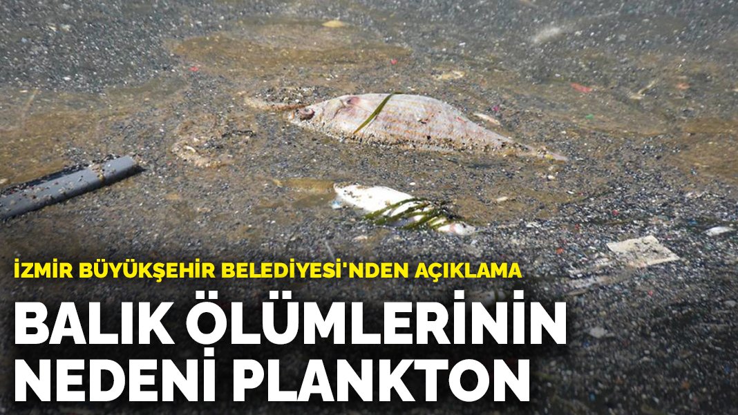 İzmir'deki kötü koku ve balık ölümlerinin sebebi açıklandı