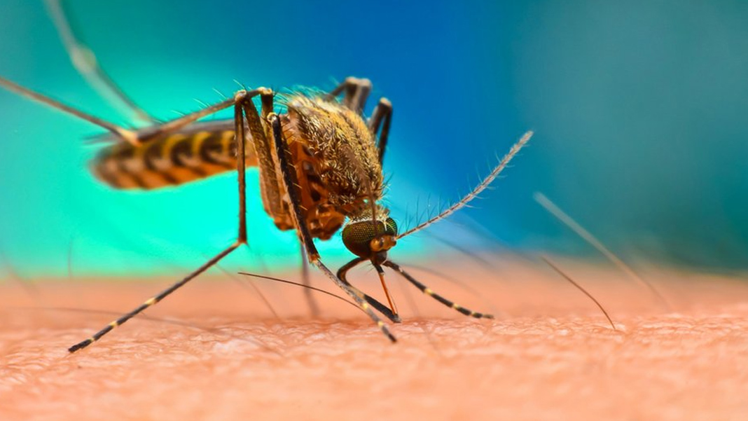 Maymun Çiçeğinden önce Batı Nil virüsü geldi: Türkiye’de de vakalar görülmeye başladı