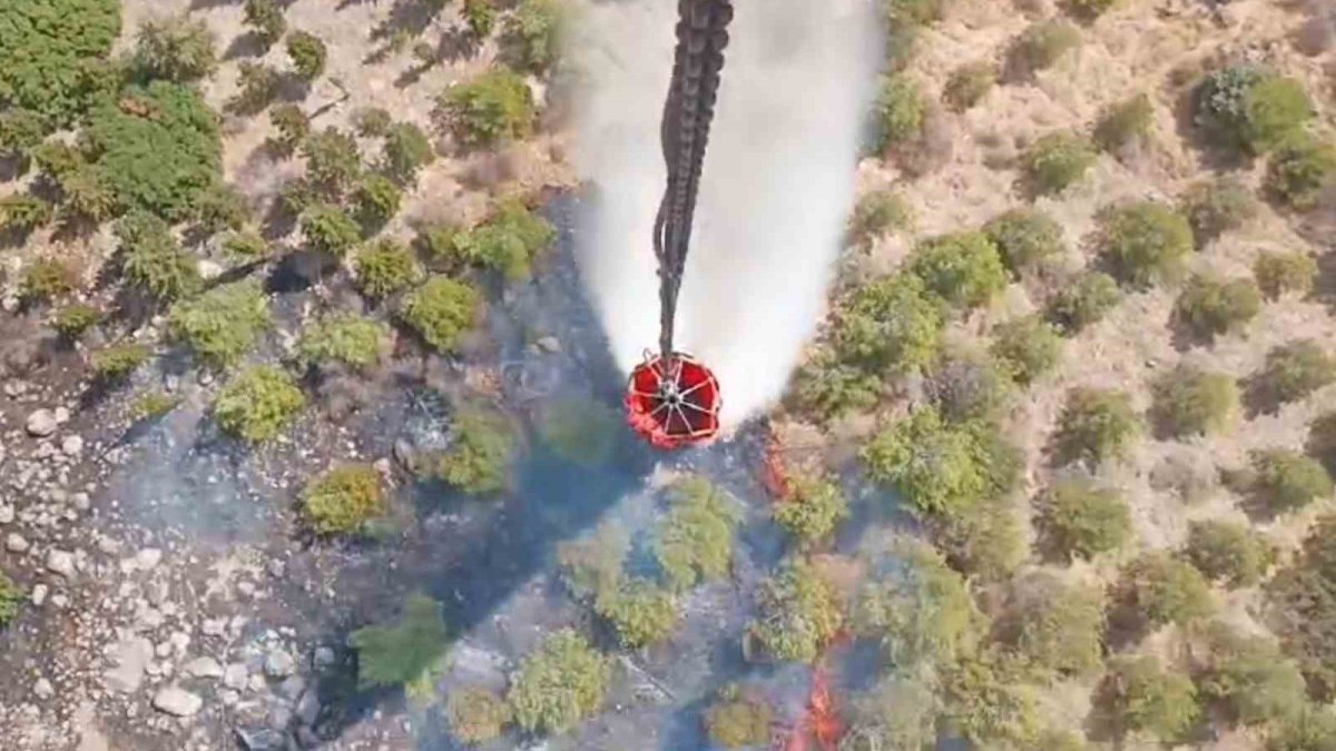 İzmir Bergama'da orman yangını