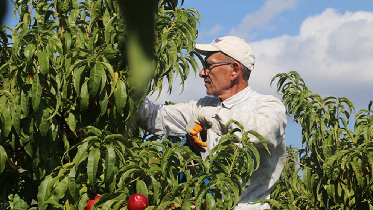 Eylül’e kadar toplanıyor, Ruslar kasalarla götürüyor! Hem kalitesi hem tadı hafızalara kazınıyor!