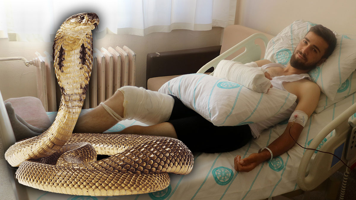 'Su içene yılan bile dokunmaz' sözü meğer yalanmış! Su içerken yılan soktu, ameliyat üstüne ameliyat oldu